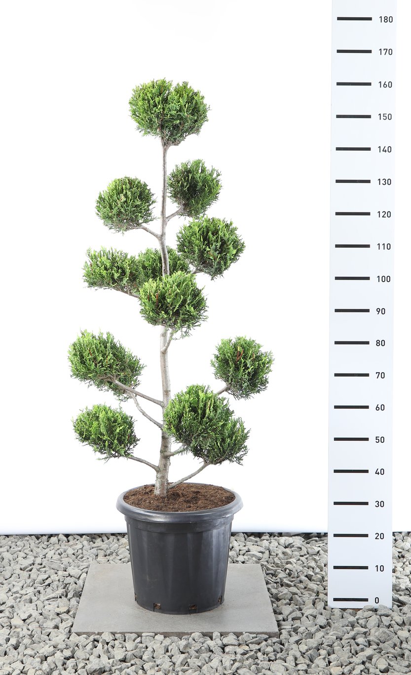 Cupressocyparis l. 'Castlewellan Gold' - 100-125 CM PonPon Cont.